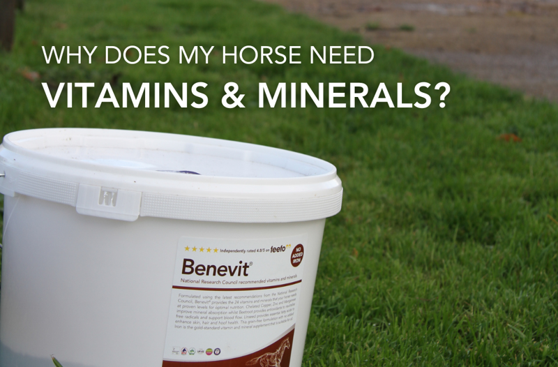 Why Does My Horse Need Vitamins and Minerals? | Equine Science Matters